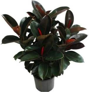 Kosalyagardning Rubber Tree