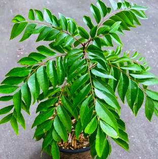 buddingbeauty Curry Leaf Plant