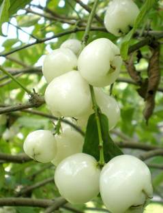 hybrid java Wax Apple White Wax Fruit