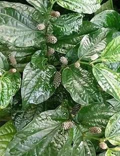 LifeShowMe Long Pepper Plant