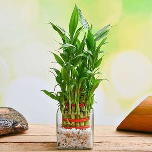 GREENSEA Lucky Bamboo Seed
