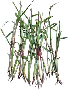 N.G.M. AGROCARE Jinjwa Grass