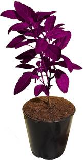 lakshita planters Tulsi Plant