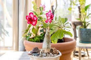 GreenyOn Adenium Plant