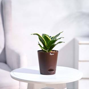 UGAOO Sansevieria Plant