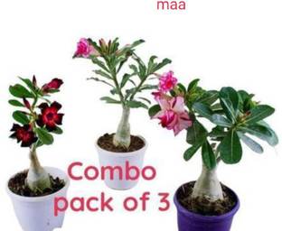 maa sitala store Adenium Plant