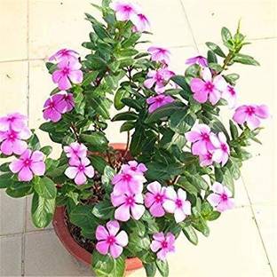 EVY Sadabahar/Periwinkle Plant