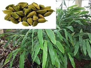 greenhousestore Elaichi/Cardamom Plant