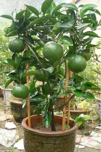 Earth Angels Lemon Plant