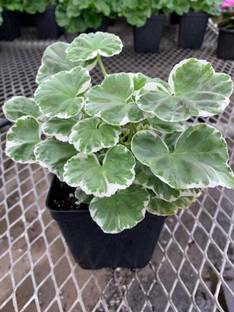 Pelargonium sidoides Geranium Plant