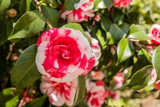 ONLINE PLANT BAZAR ZZ Plant