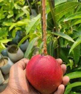 Greenlifelive' Mango Plant
