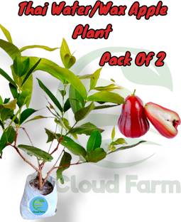 Cloud Farm Wax Apple Plant
