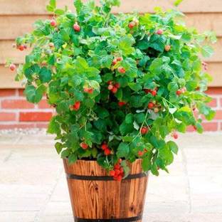 Barhloew Rasna Plant
