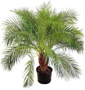 Cloud Farm ZZ Plant