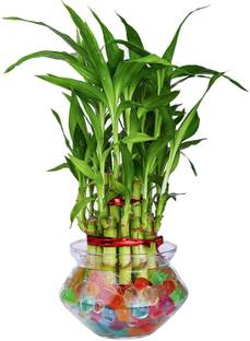 NiMoj Two Layer Bamboo Plant, Lucky Bamboo Straight Stick, Veld Grape Plant