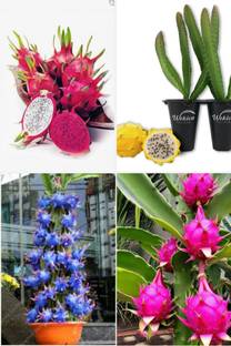 BREEZY BLOOMS Dragon Tree