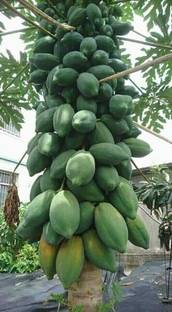 Cloud Farm Papaya Plant