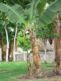 GreenyOn Banana Plant