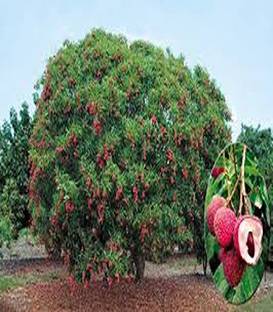 Cloud Farm Litchi Plant