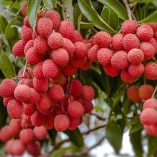 K.K.Enterprise Litchi Plant