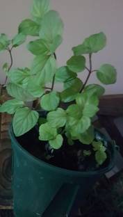 Green Era Mint Plant