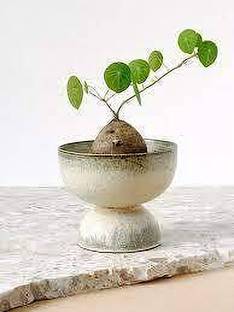 KPL STEPHANIA Stephania Erecta Plant