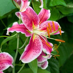DIVINE ®VG-India Pink Tiger Lily Flower Bloom 20+ Seeds Pack-LL-152 Seed