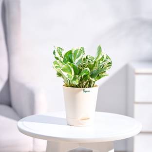 UGAOO Njoy Money Plant