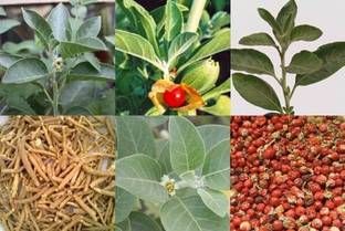 Cloud Farm Ashwagandha/Indian Ginseng