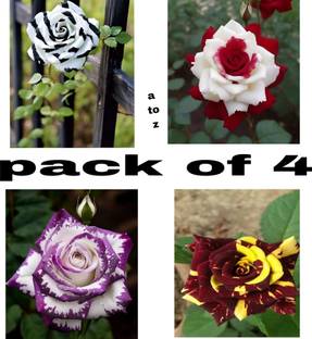AMBRUZZ Rose Plant