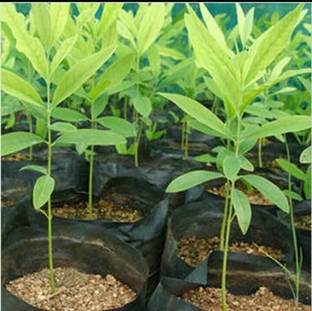 Gardeners Choice White Sandalwood Plant