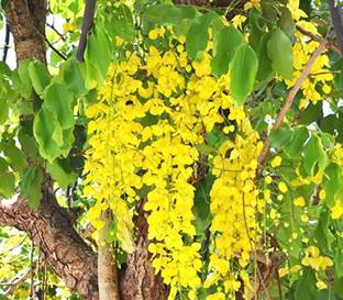 Plantzoin Amaltas Plant