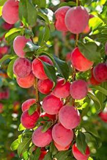 Cloud Farm Aloo Bukhara/Plum Plant