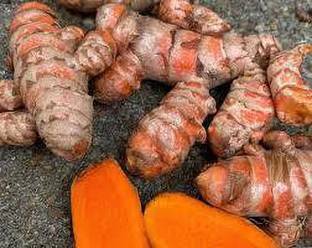 JAZEERA Turmeric Plant