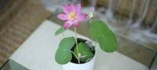 RoyPlants Lotus Plant