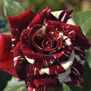 Plant Paradise Rose Plant