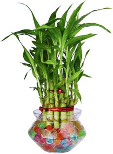 GIRISHA TRADERS Two Layer Bamboo Plant, Lucky Bamboo Straight Stick, Dracaena Plant