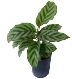ashokavanam Calathea Freddy Plant