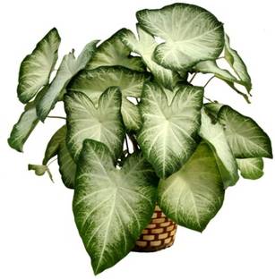 Cloud Forest Caladium Plant