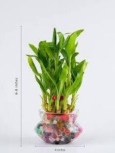 PB honey priya plant Money Plant