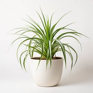 fuegoasiss Spider Plant