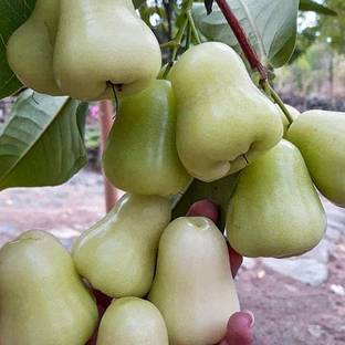 green thai jamrul Jamun Plant
