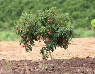 Heaven Of Saplings ZZ Plant