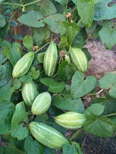 KPBHANDER Painted mallow Plant