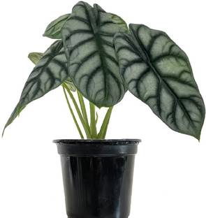 The Four Seasons Alocasia Plant