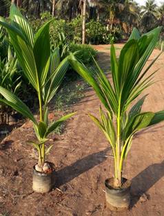 ABEFARIYA Coconut Plant