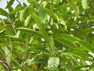 GREEN ISLAND Rudraksha Plant
