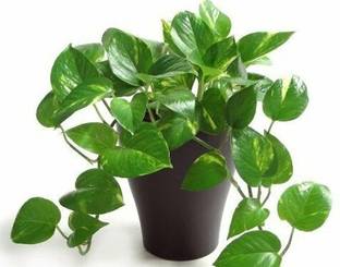 Agroholic Traders Money Plant