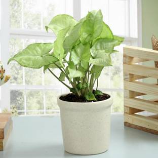 rimi Syngonium Plant